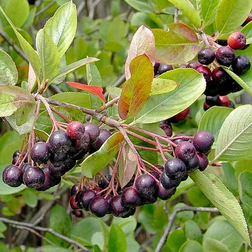 Aronia Hugin interface.art zdjęcie 1 Aronia Hugin interface.image 1 interface.art 4687