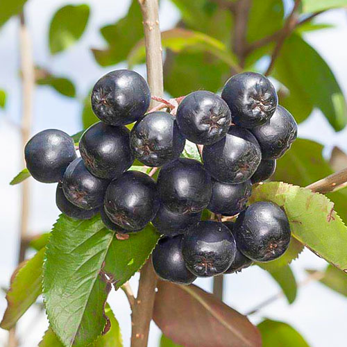 Aronia Nero interface.art zdjęcie 1 Aronia Nero interface.image 1 interface.art 9290