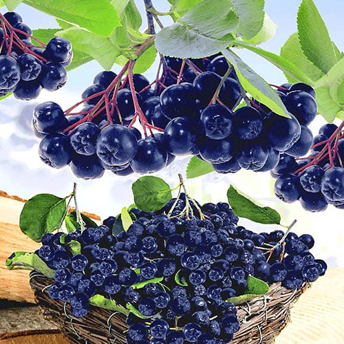 Aronia Viking, P9 interface.image 1 interface.art 8204