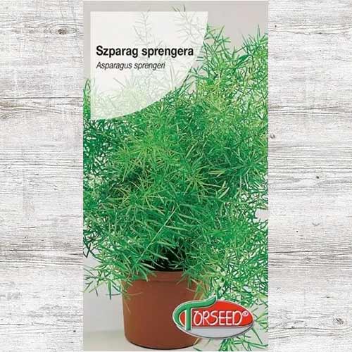 Asparagus gęstokwiatowy (Szparag Sprengera) interface.image 1 interface.art 87034