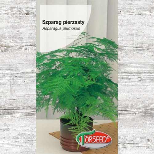 Asparagus pierzasty (Szparag pierzasty) interface.image 1 interface.art 87033