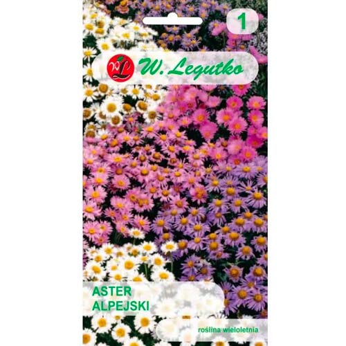 Aster alpejski, mix kolorow interface.image 1 interface.art 78596