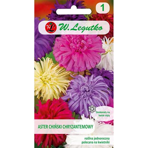 Aster chryzantemowy, mix kolorow interface.art zdjęcie 1 Aster chryzantemowy, mix kolorow interface.image 1 interface.art 78511