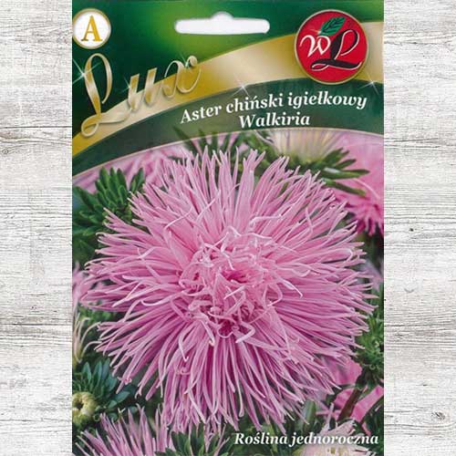 Aster chiński igiełkowy Walkiria Legutko interface.image 1 interface.art 86740