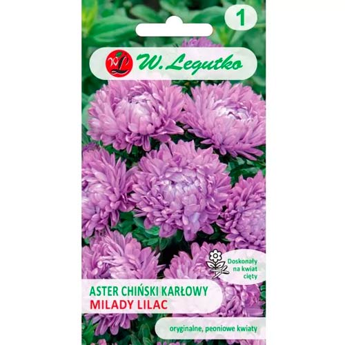 Aster karłowy Milady Lilac interface.art zdjęcie 1 Aster karłowy Milady Lilac interface.image 1 interface.art 86809