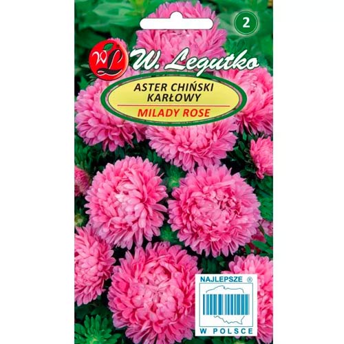 Aster karłowy Milady Rose interface.art zdjęcie 1 Aster karłowy Milady Rose interface.image 1 interface.art 69558