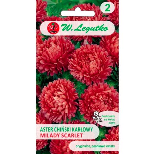Aster karłowy Milady Scarlet interface.art zdjęcie 1 Aster karłowy Milady Scarlet interface.image 1 interface.art 69559