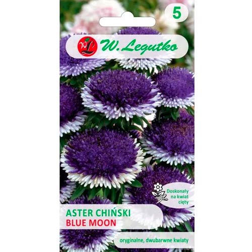 Aster pomponowy Blue Moon interface.art zdjęcie 1 Aster pomponowy Blue Moon interface.image 1 interface.art 69561