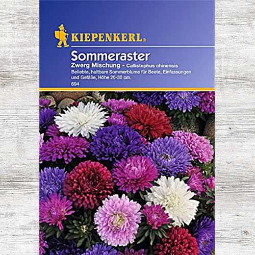 Aster chiński, mieszanka kolorów interface.image 1 interface.art 86245