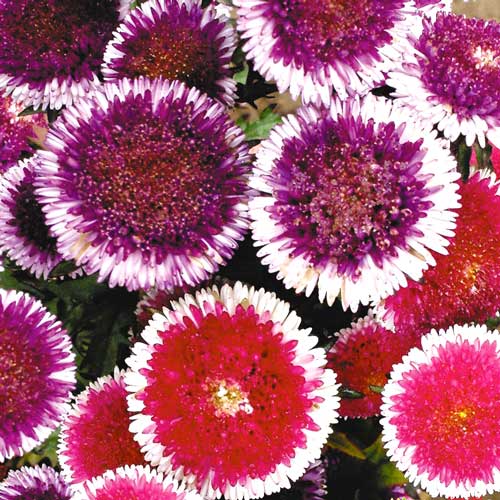 Aster chiński Moonshine, mieszanka interface.image 1 interface.art 8756