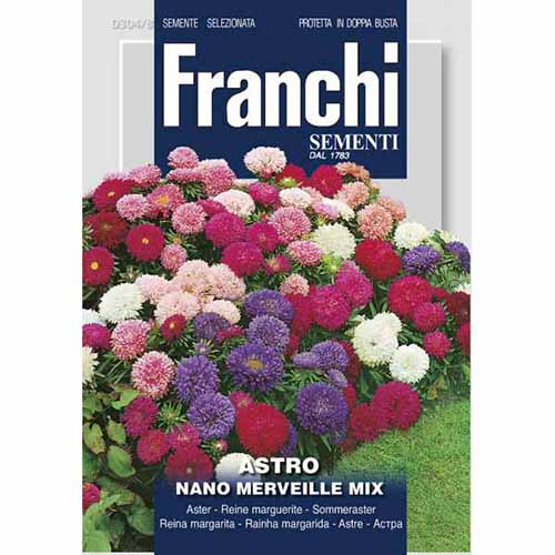 Aster chiński niski Minune, mieszanka kolorów Morami interface.image 1 interface.art 87131