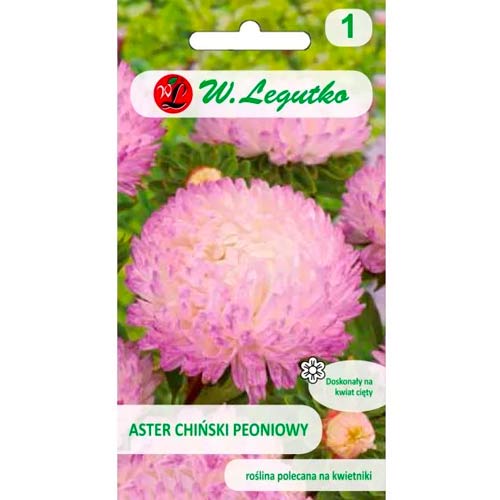 Aster peoniowy biało-różowy interface.image 1 interface.art 78523