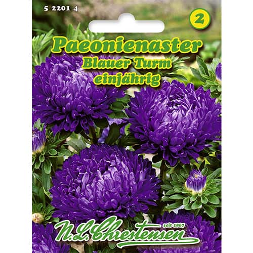 Aster peoniowy Blauer Turm interface.image 1 interface.art 86134