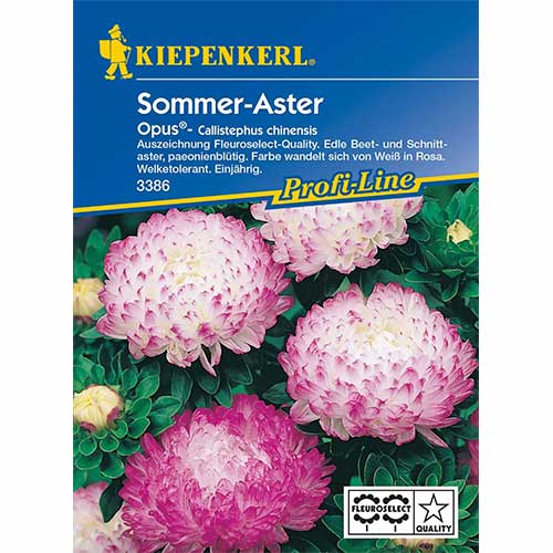 Aster chiński piwoniowy Opus Kiepenkerl interface.art zdjęcie 1 Aster chiński piwoniowy Opus Kiepenkerl interface.image 1 interface.art 96572