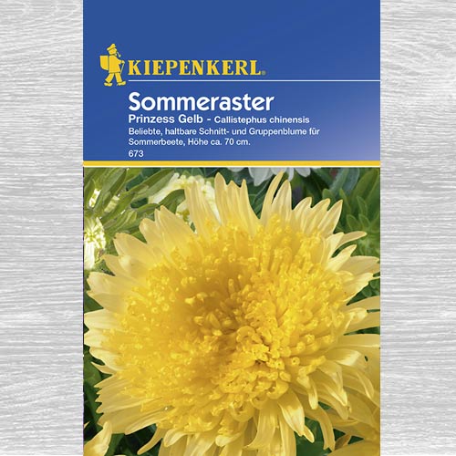 Aster chiński Prinzess, żółty interface.image 1 interface.art 77429