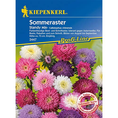 Aster Standy, mix kolorow interface.art zdjęcie 1 Aster Standy, mix kolorow interface.image 1 interface.art 96573