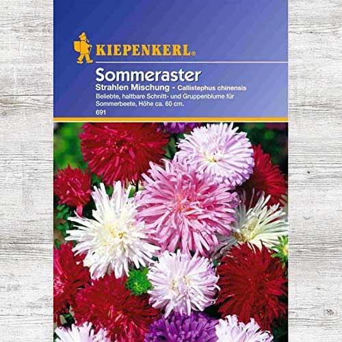 Aster chiński Strahlen, mieszanka kolorów interface.art zdjęcie 1 Aster chiński Strahlen, mieszanka kolorów interface.image 1 interface.art 86244