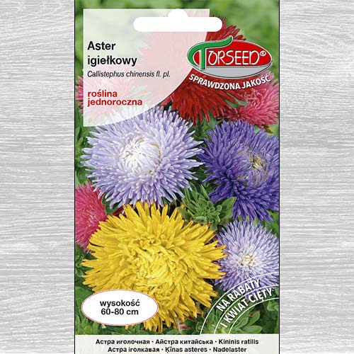 Aster chryzantemowy wysoki, mieszanka interface.art zdjęcie 1 Aster chryzantemowy wysoki, mieszanka interface.image 1 interface.art 77513