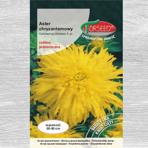 Aster chryzantemowy wysoki oliwkowożółty interface.image 1 interface.art 77514