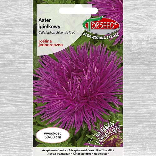 Aster chryzantemowy wysoki, wrzosowofioletowy interface.image 1 interface.art 77516