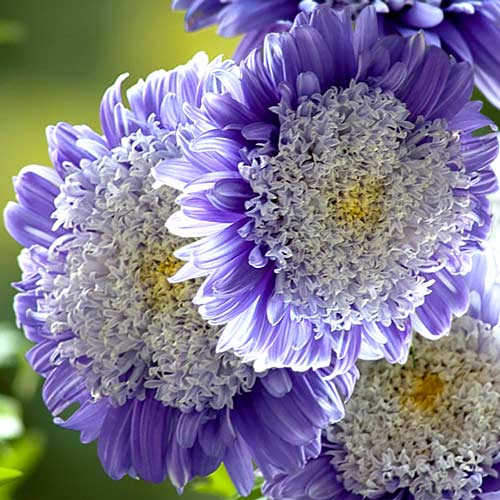 Aster pomponowy Ruckley Supreme  interface.image 1 interface.art 8759