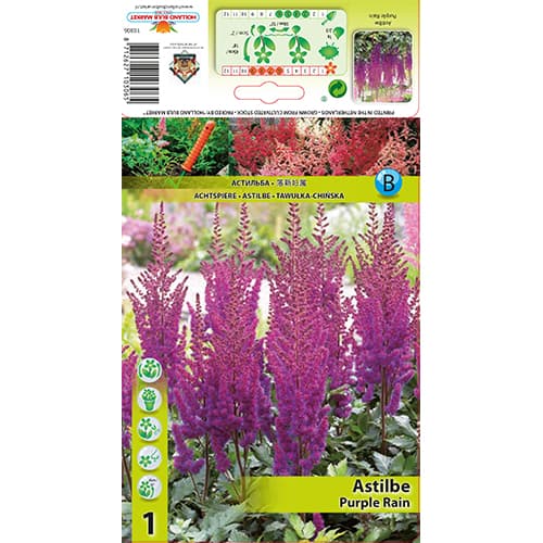 Astilbe Purple Rain interface.image 1 interface.art 77830
