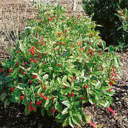 Aukuba japońska Rozannie interface.image 1 interface.art 3937