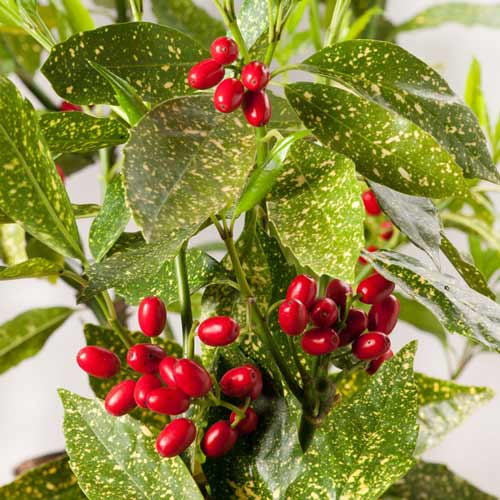 Aukuba japońska Rozannie interface.image 2 interface.art 9501