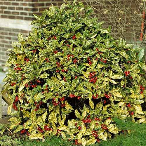 Aukuba japońska interface.art zdjęcie 1 Aukuba japońska interface.image 1 interface.art 3838