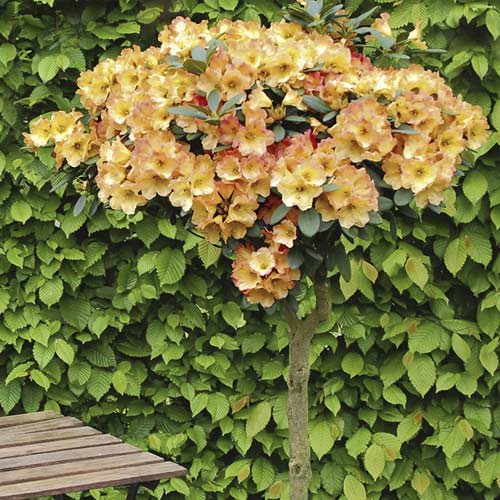 Azalia Goldtopas, С6 interface.art zdjęcie 1 Azalia Goldtopas, С6 interface.image 1 interface.art 7711