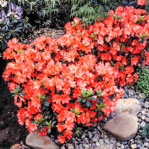 Azalia japońska Geisha Orange interface.image 1 interface.art 9553