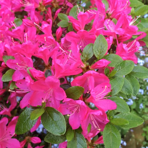 Azalia japonska Geisha Purple   interface.image 1 interface.art 9554