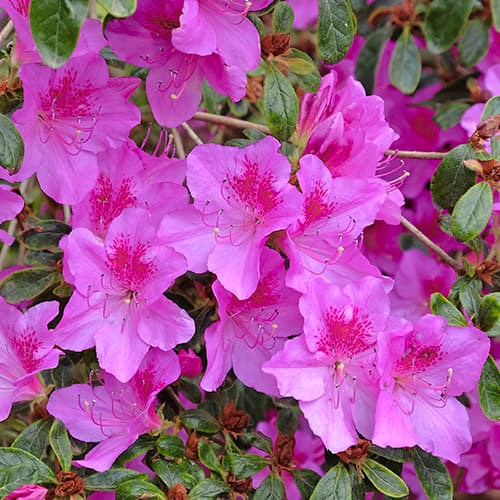 Azalia japonska Konigstein, P9 interface.image 1 interface.art 5643