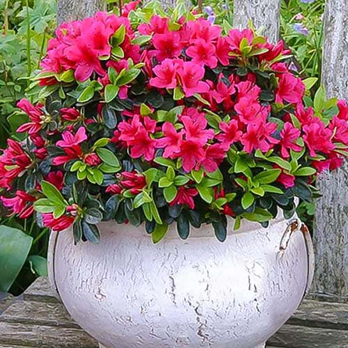 Azalia japońska Pink interface.image 1 interface.art 76684