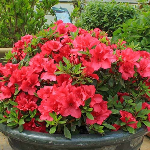 Azalia japońska Red interface.image 1 interface.art 76682