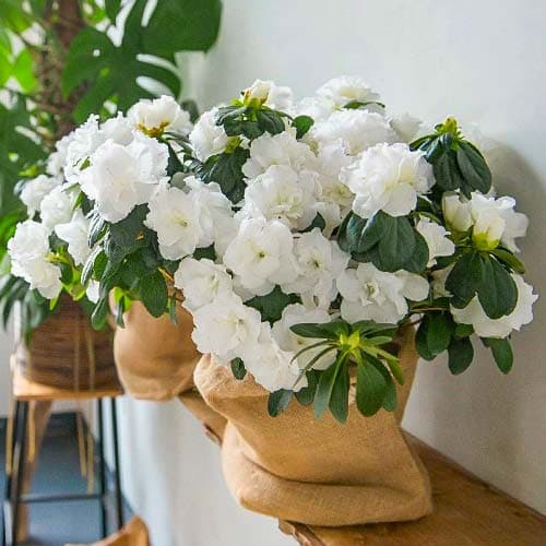 Azalia japońska White interface.image 1 interface.art 76683