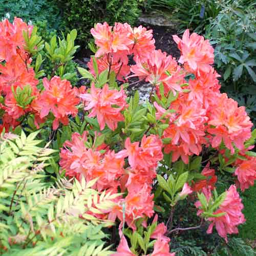 Azalia wielkokwiatowa Parkfeuer interface.image 1 interface.art 4799