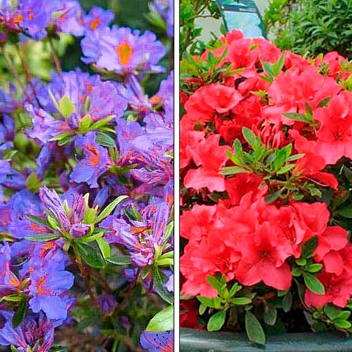 Super oferta! Azalia, zestaw 2 odmian interface.image 1 interface.art 76706