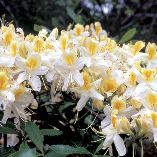 Azalia Silver Slipper interface.image 2 interface.art 2500