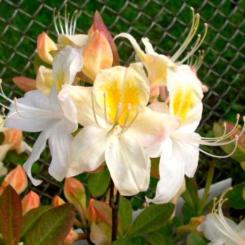 Azalia Silver Slipper interface.image 3 interface.art 2500