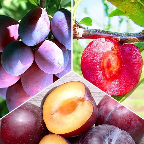 Super oferta! Zestaw Śliwkowe trio, zestaw 3 sadzonek interface.art zdjęcie 1 Super oferta! Zestaw Śliwkowe trio, zestaw 3 sadzonek interface.image 1 interface.art 5185