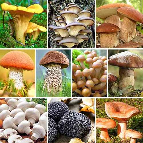 Super oferta! Królestwo Grzybów, zestaw 10 odmian grzybni interface.image 1 interface.art 9757