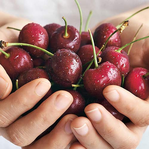 Czereśnia Reggina, С2 interface.image 1 interface.art 4280