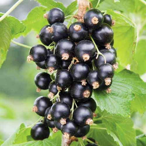 Porzeczka czarna na pniu Wernisaż interface.image 1 interface.art 8011