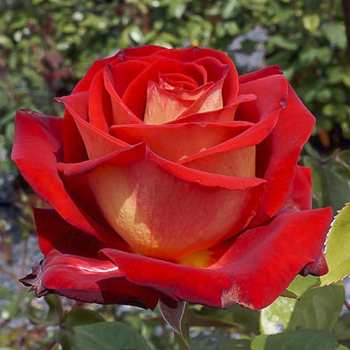 Róża wielkokwiatowa Bicolette, root ball interface.image 1 interface.art 2106