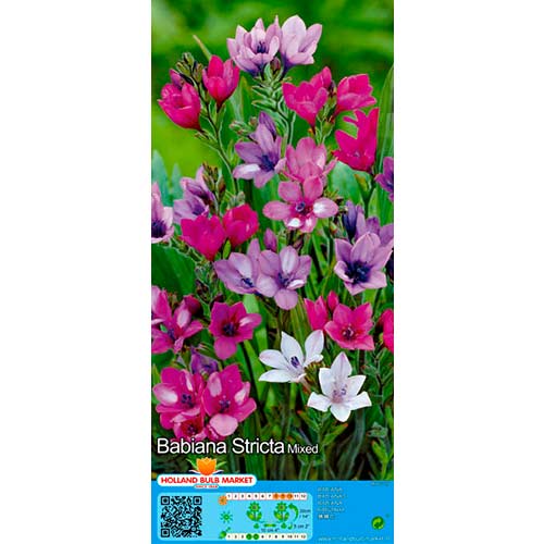 Babiana, mix kolorów interface.art zdjęcie 1 Babiana, mix kolorów interface.image 1 interface.art 76380