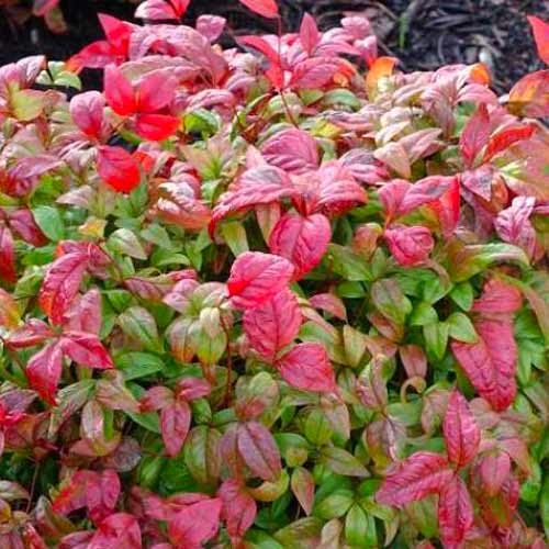 Bambus Fire Power interface.image 1 interface.art 5619