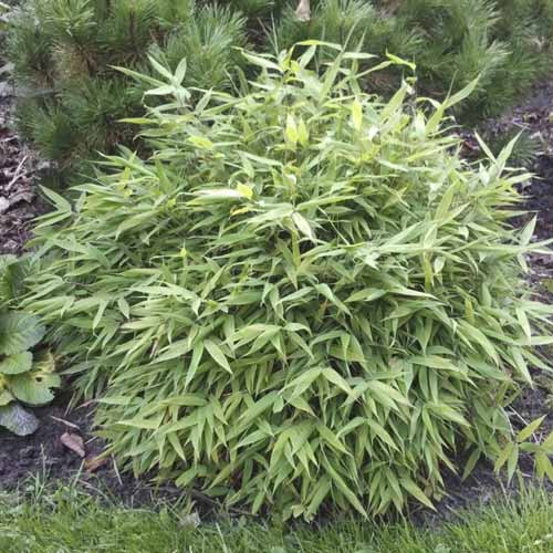 Bambus krzewiasty Lolliloops PBR, С5 interface.art zdjęcie 1 Bambus krzewiasty Lolliloops PBR, С5 interface.image 1 interface.art 8534