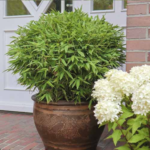 Bambus krzewiasty Moontears PBR, С5 interface.image 1 interface.art 8535