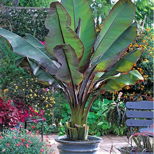 Bananowiec Maurelli interface.image 1 interface.art 77810